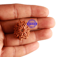 Load image into Gallery viewer, 12 Mukhi Nepalese Rudraksha - Bead No 215