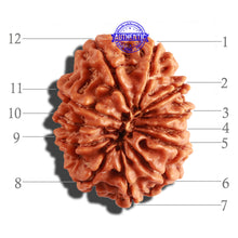 Load image into Gallery viewer, 12 Mukhi Nepalese Rudraksha - Bead No 215