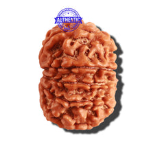 Load image into Gallery viewer, 12 Mukhi Nepalese Rudraksha - Bead No 215