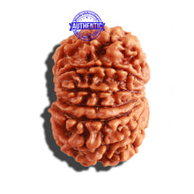 Load image into Gallery viewer, 12 Mukhi Nepalese Rudraksha - Bead No 215
