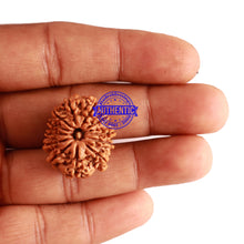 Load image into Gallery viewer, 12 Mukhi Nepalese Rudraksha - Bead No 216