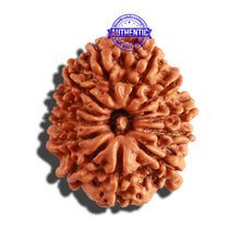 Load image into Gallery viewer, 12 Mukhi Nepalese Rudraksha - Bead No 216