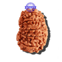 Load image into Gallery viewer, 12 Mukhi Nepalese Rudraksha - Bead No 216