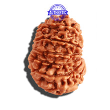 Load image into Gallery viewer, 12 Mukhi Nepalese Rudraksha - Bead No 216