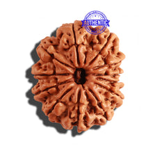 Load image into Gallery viewer, 12 Mukhi Nepalese Rudraksha - Bead No 217