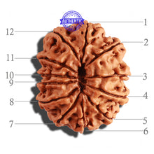 Load image into Gallery viewer, 12 Mukhi Nepalese Rudraksha - Bead No 217
