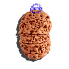 Load image into Gallery viewer, 12 Mukhi Nepalese Rudraksha - Bead No 217