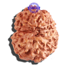 Load image into Gallery viewer, 12 Mukhi Indonesian Rudraksha - Bead No. 218