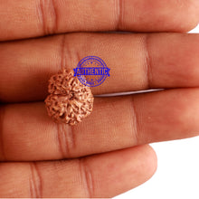 Load image into Gallery viewer, 12 Mukhi Indonesian Rudraksha - Bead No. 218