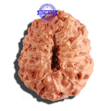 Load image into Gallery viewer, 12 Mukhi Indonesian Rudraksha - Bead No. 218