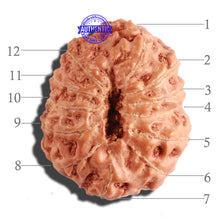 Load image into Gallery viewer, 12 Mukhi Indonesian Rudraksha - Bead No. 218