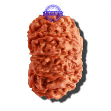Load image into Gallery viewer, 12 Mukhi Nepalese Rudraksha - Bead No 218