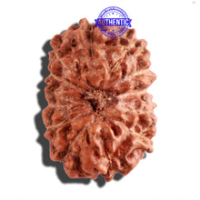 Load image into Gallery viewer, 12 Mukhi Indonesian Rudraksha - Bead No. 219
