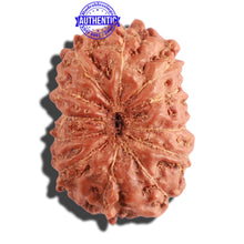 Load image into Gallery viewer, 12 Mukhi Indonesian Rudraksha - Bead No. 219