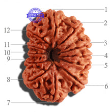 Load image into Gallery viewer, 12 Mukhi Nepalese Rudraksha - Bead No 219