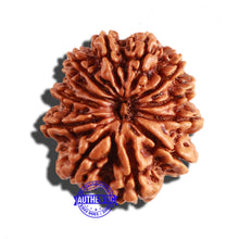 Load image into Gallery viewer, 12 Mukhi Nepalese Rudraksha - Bead No 220
