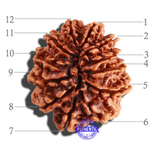 Load image into Gallery viewer, 12 Mukhi Nepalese Rudraksha - Bead No 220