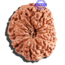 Load image into Gallery viewer, 12 Mukhi Indonesian Rudraksha - Bead No. 221