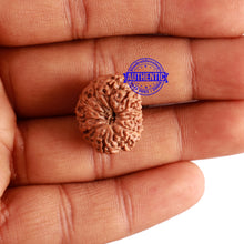 Load image into Gallery viewer, 12 Mukhi Indonesian Rudraksha - Bead No. 221