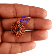 Load image into Gallery viewer, 12 Mukhi Nepalese Rudraksha - Bead No 222
