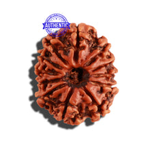 Load image into Gallery viewer, 12 Mukhi Nepalese Rudraksha - Bead No 222