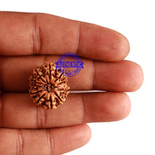 Load image into Gallery viewer, 12 Mukhi Nepalese Rudraksha - Bead No 223