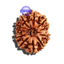 Load image into Gallery viewer, 12 Mukhi Nepalese Rudraksha - Bead No 223