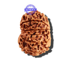 Load image into Gallery viewer, 12 Mukhi Nepalese Rudraksha - Bead No 223