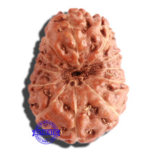 Load image into Gallery viewer, 12 Mukhi Indonesian Rudraksha - Bead No. 224
