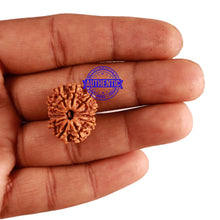 Load image into Gallery viewer, 12 Mukhi Nepalese Rudraksha - Bead No 224