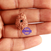 Load image into Gallery viewer, 12 Mukhi Indonesian Rudraksha - Bead No. 224