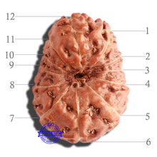 Load image into Gallery viewer, 12 Mukhi Indonesian Rudraksha - Bead No. 224