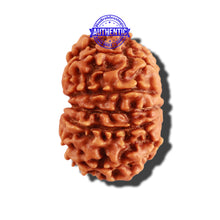 Load image into Gallery viewer, 12 Mukhi Nepalese Rudraksha - Bead No 224