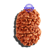 Load image into Gallery viewer, 12 Mukhi Nepalese Rudraksha - Bead No 224