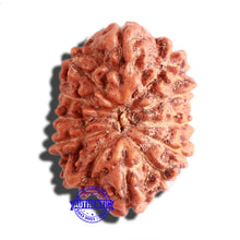 Load image into Gallery viewer, 12 Mukhi Indonesian Rudraksha - Bead No. 225