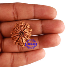 Load image into Gallery viewer, 12 Mukhi Nepalese Rudraksha - Bead No 225