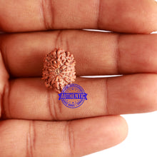 Load image into Gallery viewer, 12 Mukhi Indonesian Rudraksha - Bead No. 225
