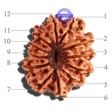 Load image into Gallery viewer, 12 Mukhi Nepalese Rudraksha - Bead No 225