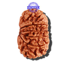 Load image into Gallery viewer, 12 Mukhi Nepalese Rudraksha - Bead No 225