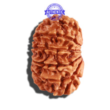 Load image into Gallery viewer, 12 Mukhi Nepalese Rudraksha - Bead No 225