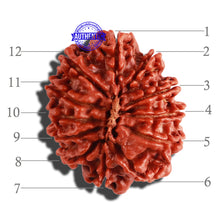 Load image into Gallery viewer, 12 Mukhi Nepalese Rudraksha - Bead No 226