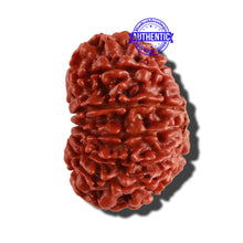 Load image into Gallery viewer, 12 Mukhi Nepalese Rudraksha - Bead No 226