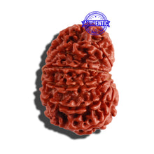 Load image into Gallery viewer, 12 Mukhi Nepalese Rudraksha - Bead No 226