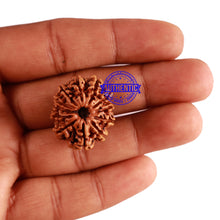 Load image into Gallery viewer, 12 Mukhi Nepalese Rudraksha - Bead No 227