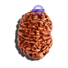 Load image into Gallery viewer, 12 Mukhi Nepalese Rudraksha - Bead No 227