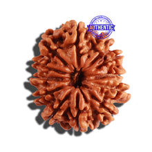 Load image into Gallery viewer, 12 Mukhi Nepalese Rudraksha - Bead No 228