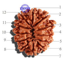 Load image into Gallery viewer, 12 Mukhi Nepalese Rudraksha - Bead No 228