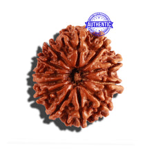 Load image into Gallery viewer, 12 Mukhi Nepalese Rudraksha - Bead No 229