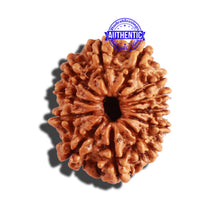 Load image into Gallery viewer, 12 Mukhi Nepalese Rudraksha - Bead No 230