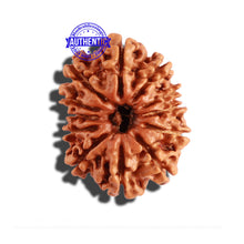 Load image into Gallery viewer, 12 Mukhi Nepalese Rudraksha - Bead No 231